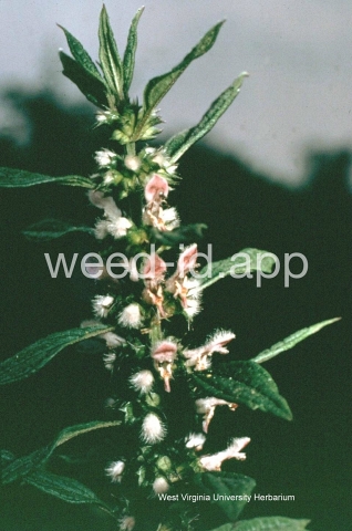 motherwort